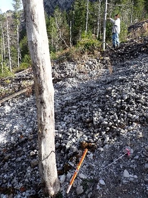 Tree sampling debris flow