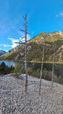 Tree sampling debris flow