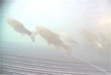 Fisch #1